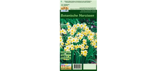 Tazetten-Narzisse 'Minnow'