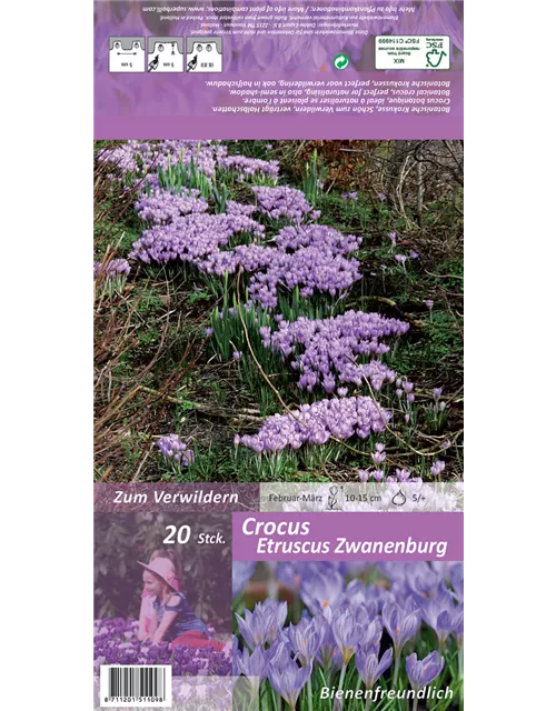 Toskanischer-Krokus 'Zwanenburg'