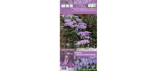 Toskanischer-Krokus 'Zwanenburg'