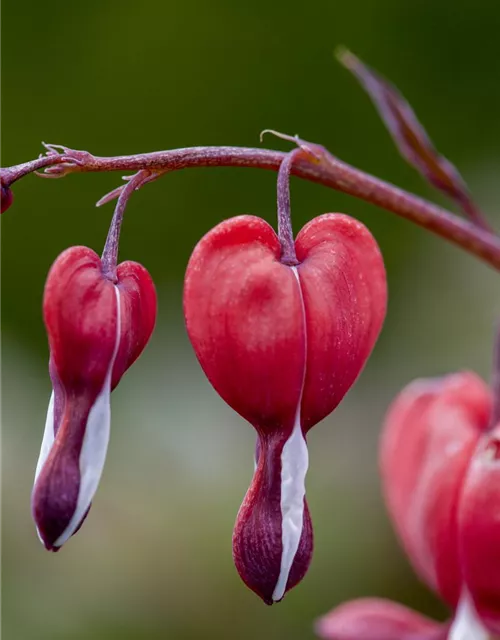 Tränendes Herz 'Valentine'®