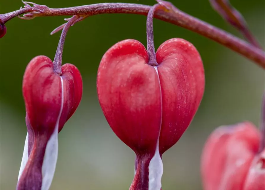 Tränendes Herz 'Valentine'®