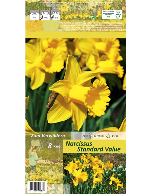 Trompeten-Narzisse 'Standard Value'