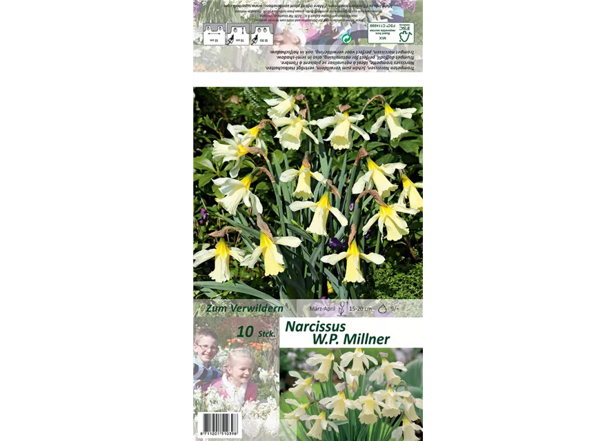 Trompeten-Narzisse 'W.P. Milner'