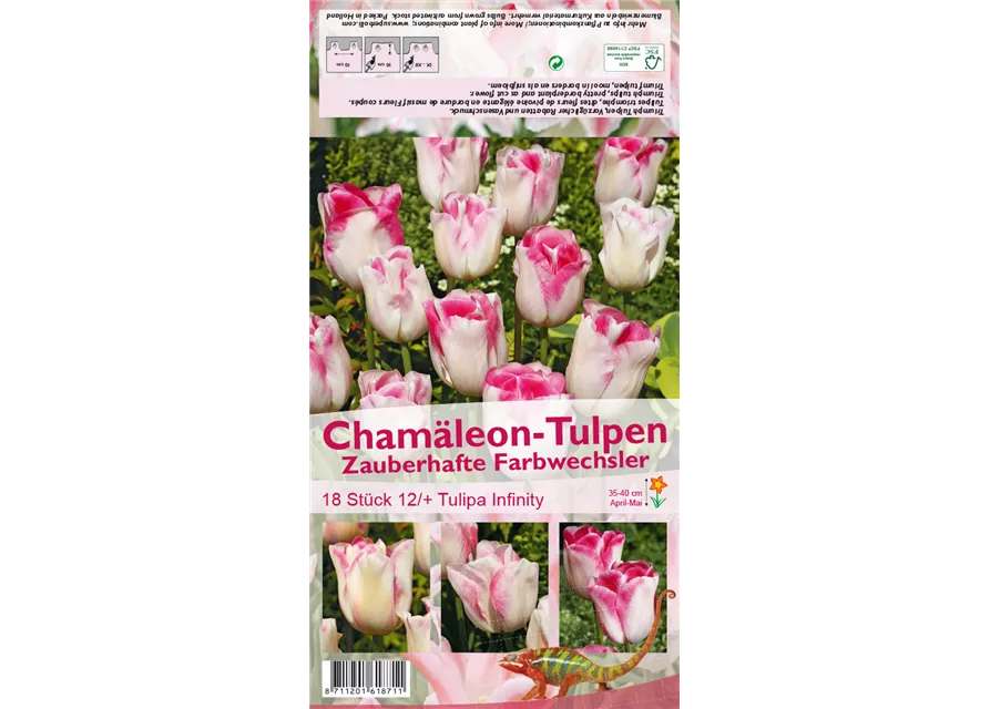 Triumph-Tulpe 'Infinity'