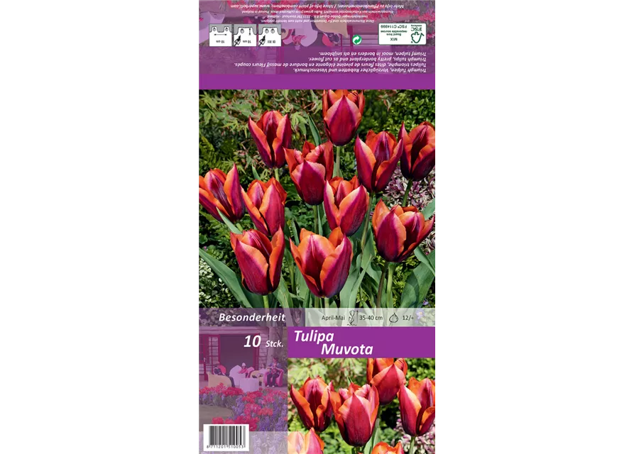 Triumph-Tulpe 'Muvota'