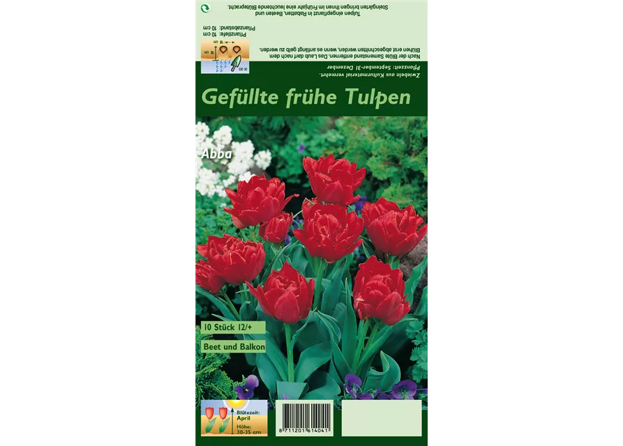 Tulpe 'Abba'