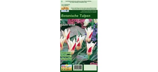 Tulpe 'Johann Strauss'