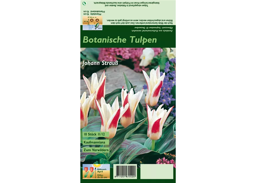 Tulpe 'Johann Strauss'