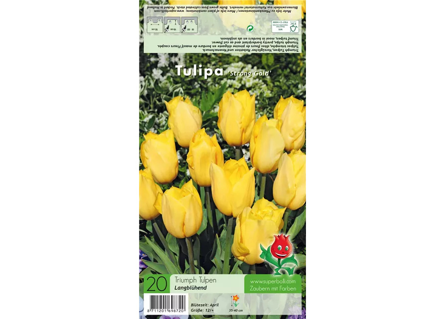 Triumph-Tulpe 'Strong Gold'