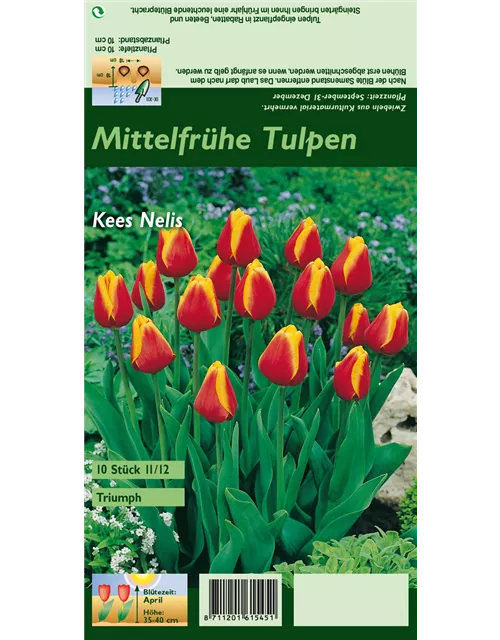 Tulpe 'Kees Nelis'