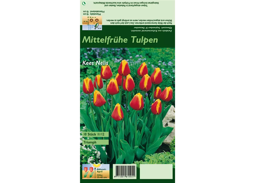 Tulpe 'Kees Nelis'