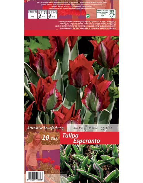 Tulpe 'Esperanto'