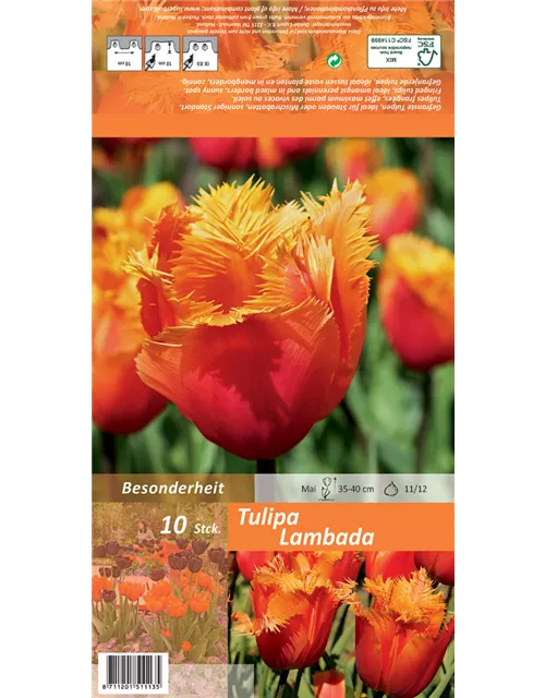 Blumenzwiebel Set 'Orange King'