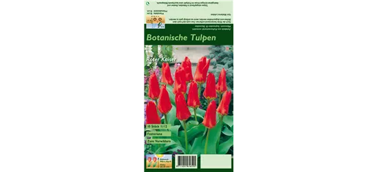 Tulpe 'Roter Kaiser'