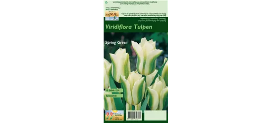 Tulpe 'Spring Green'