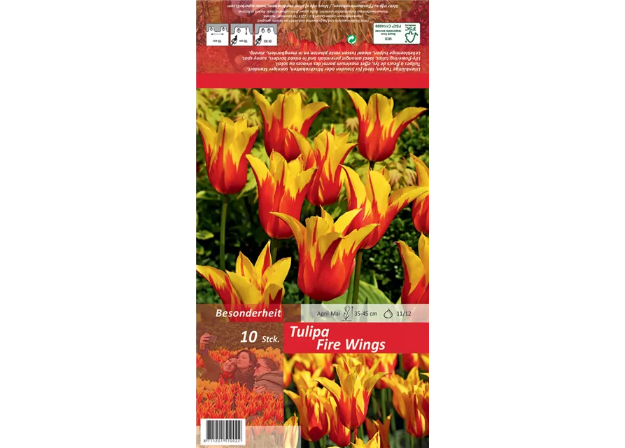 Tulpe 'Fire Wings'