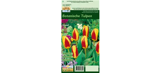 Tulpe 'Stresa'