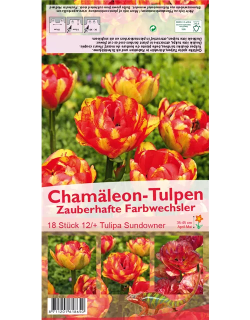 Tulpe 'Sundowner'