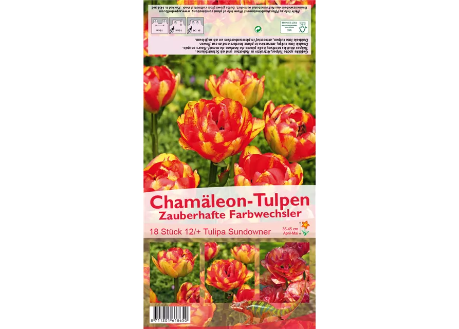 Tulpe 'Sundowner'