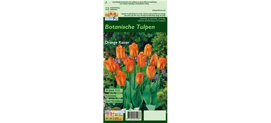 Tulpe 'Oranger Kaiser'