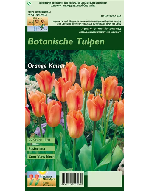 Blumenzwiebel Set 'Orange King'