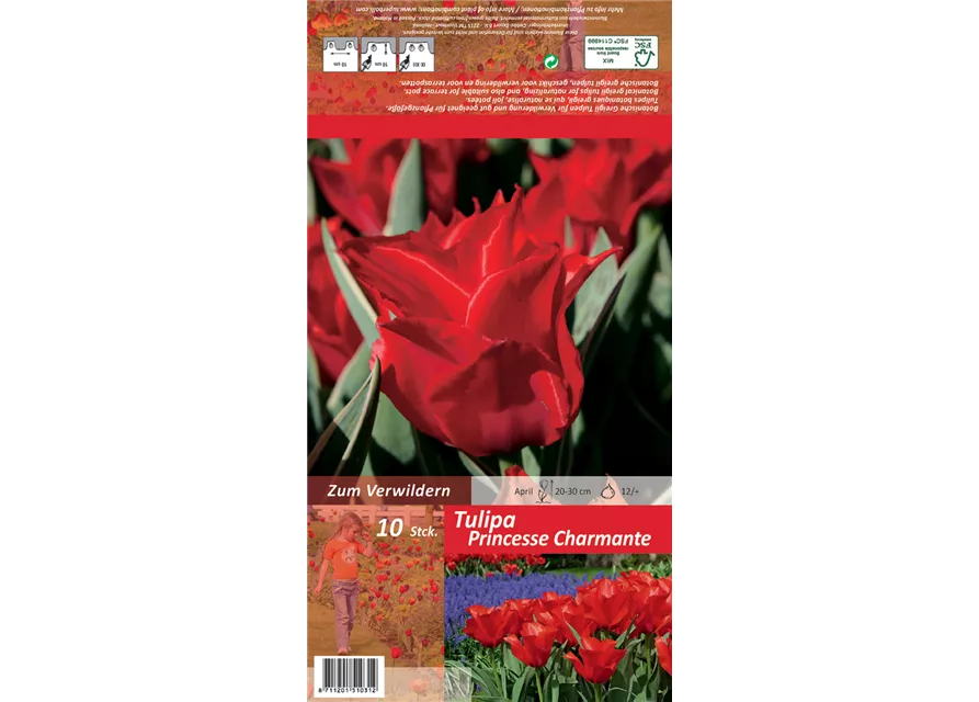 Tulpe 'Princesse Charmante'