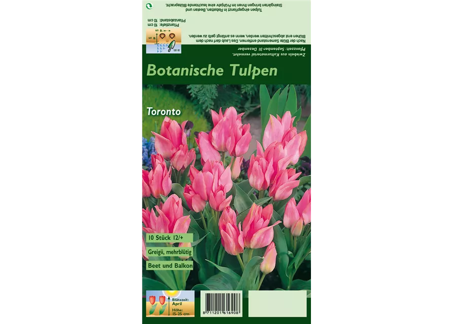 Tulpe 'Toronto'