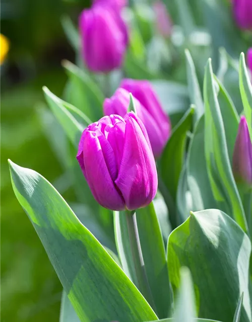Tulpe 'Purple Flag'