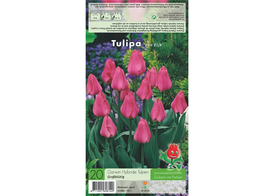 Tulpe 'Van Eijk'