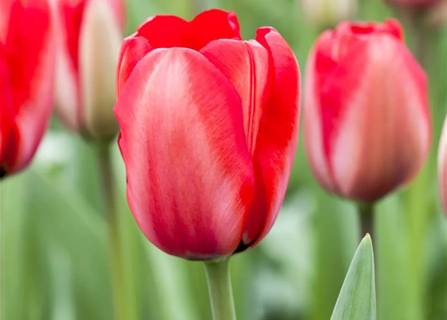 Tulpe 'Red Impression'