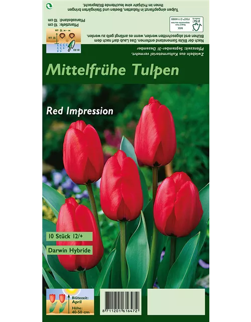 Tulpe 'Red Impression'