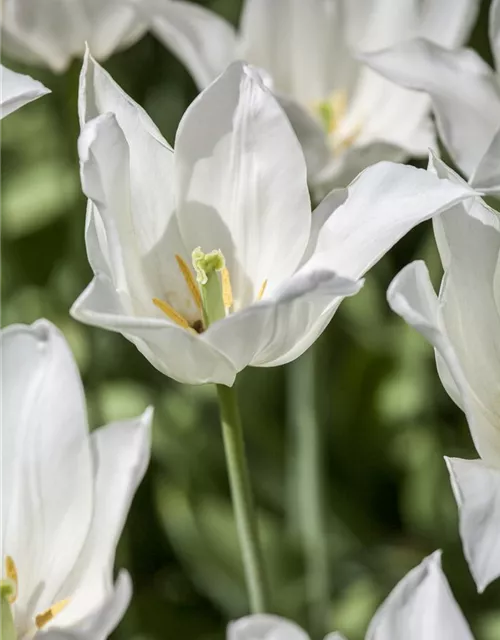 Tulpe 'White Triumphator'