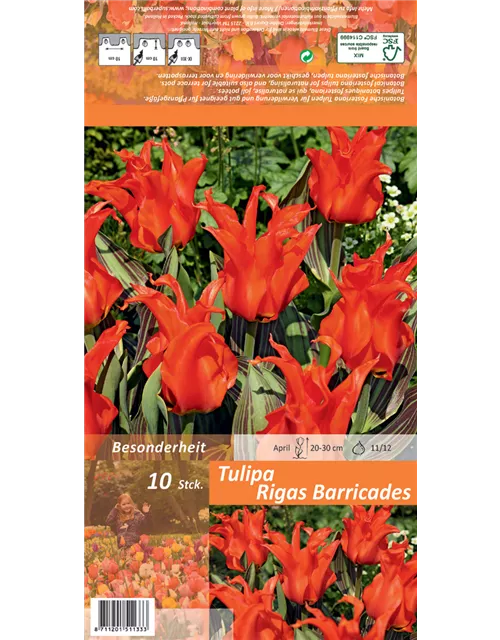 Tulpe 'Rigas Barricades'