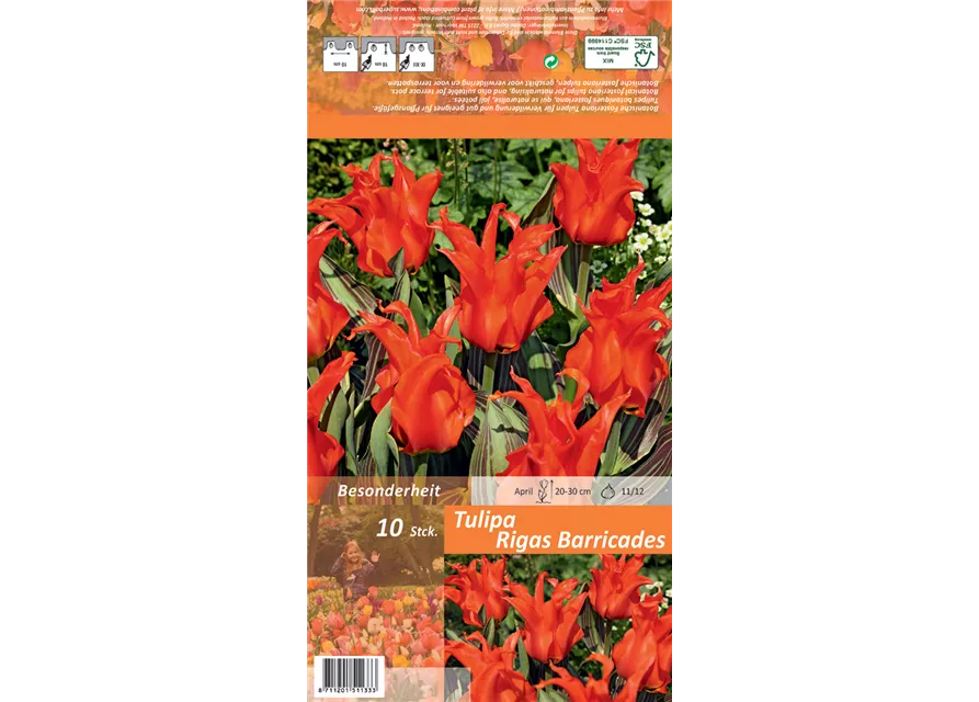 Tulpe 'Rigas Barricades'