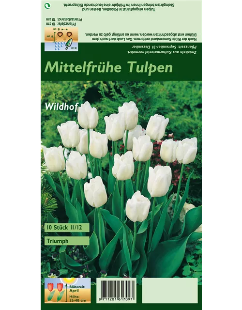 Tulpe 'Wildhof'