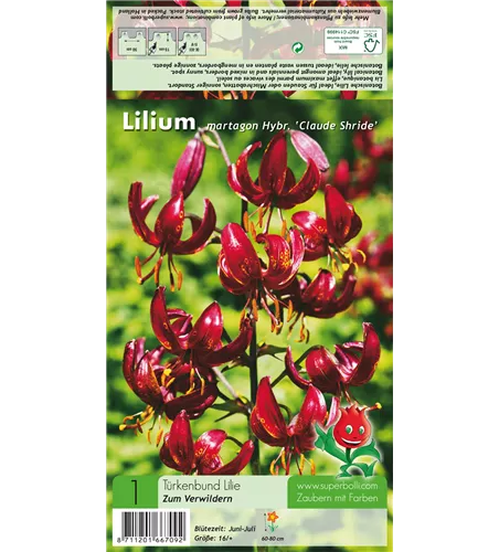 Türkenbund-Lilie 'Claude Shride'
