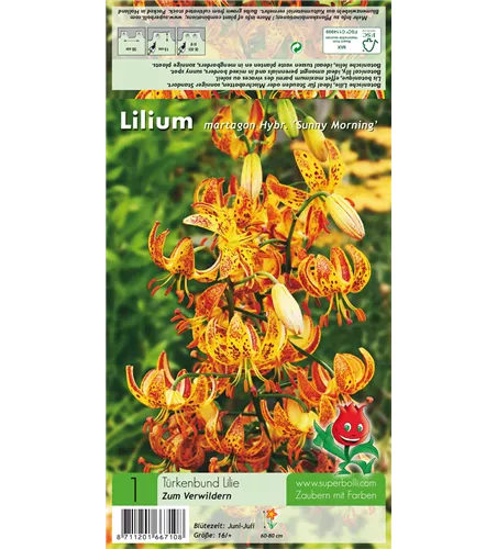 Türkenbund-Lilie 'Sunny Morning'