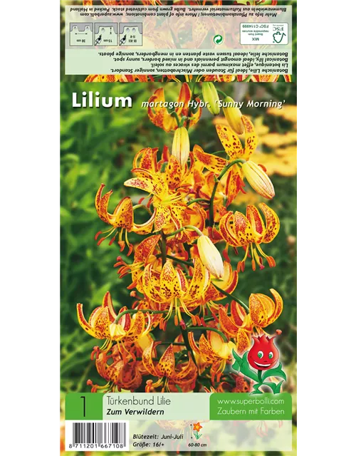 Türkenbund-Lilie 'Sunny Morning'