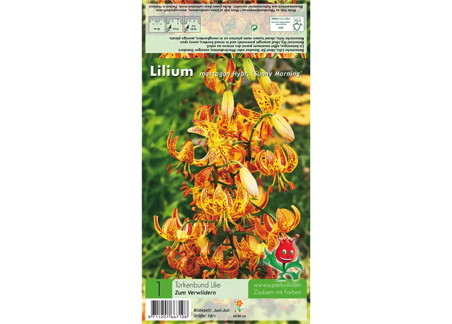 Türkenbund-Lilie 'Sunny Morning'