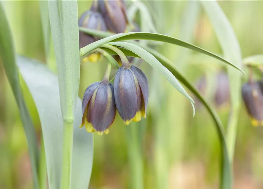 Türkische Schachbrettblume