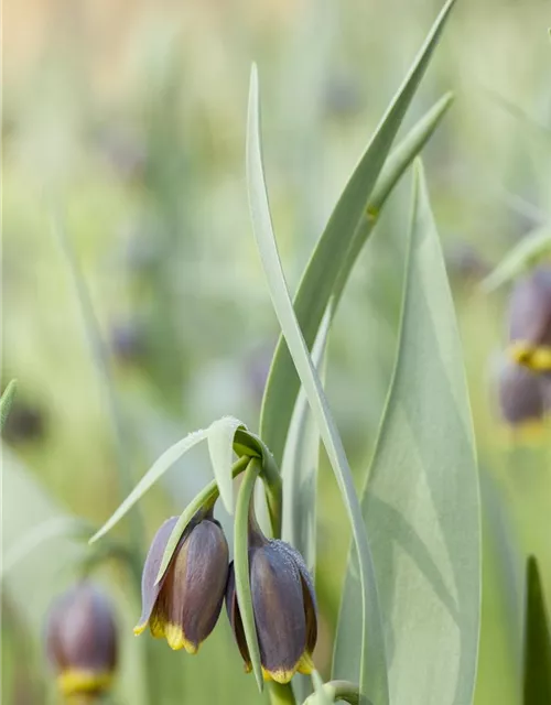Türkische Schachbrettblume
