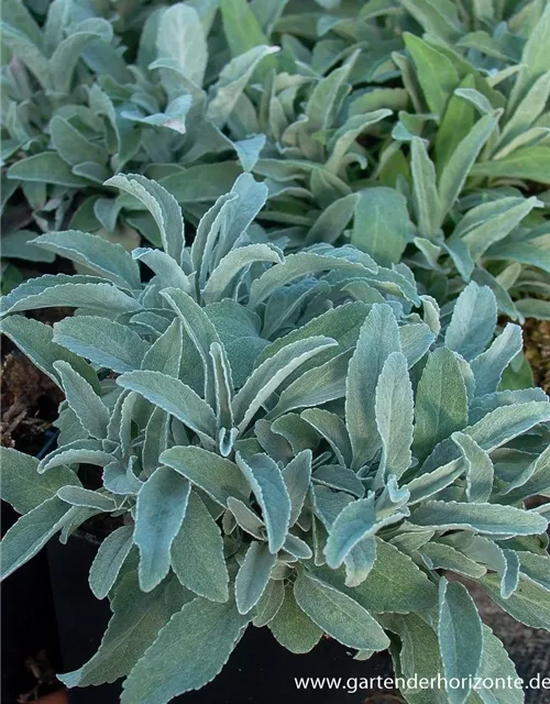 Veronica spicata ssp.inc.'Silbersee', gen.