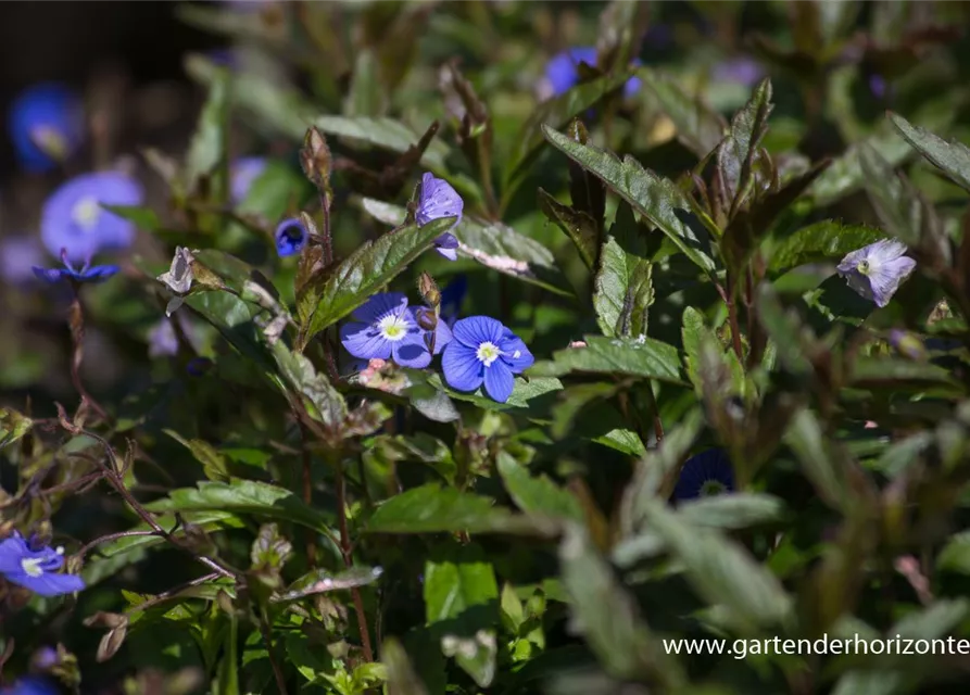 Veronica peduncularis 'Georgia Blue'