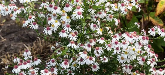 Waagerechte Garten-Aster 'Chloe'