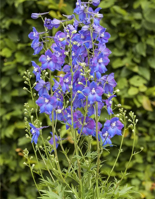 Verzweigter Garten-Rittersporn 'Piccolo'