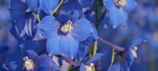 Verzweigter Garten-Rittersporn 'Piccolo'