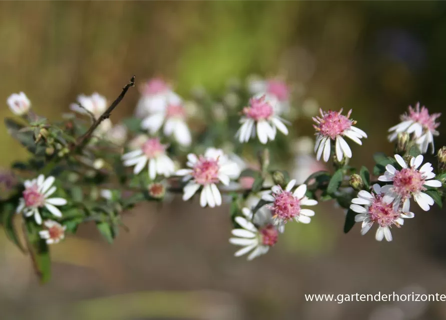 Waagerechte Garten-Aster 'Lady in Black'