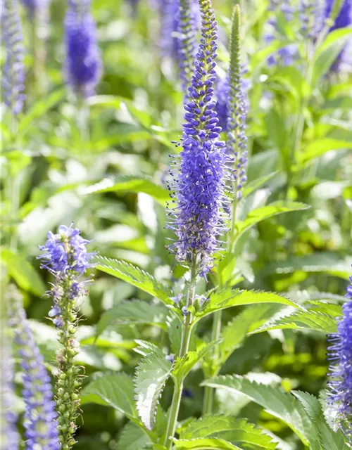 Veronica spicata 'Inspire Blue' -R-