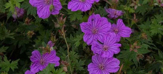 Wallichis Storchschnabel