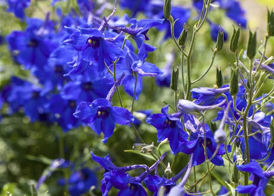 Verzweigter Garten-Rittersporn 'Völkerfrieden'